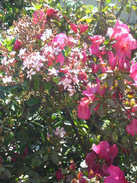 Azaleas in our front garden