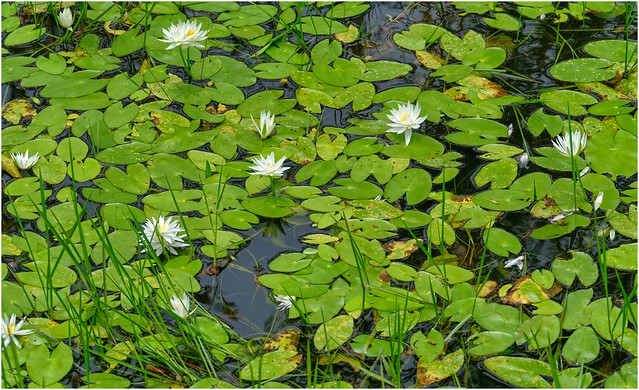 White water lilies bloom among dense green lily pads on a calm billabong surface.