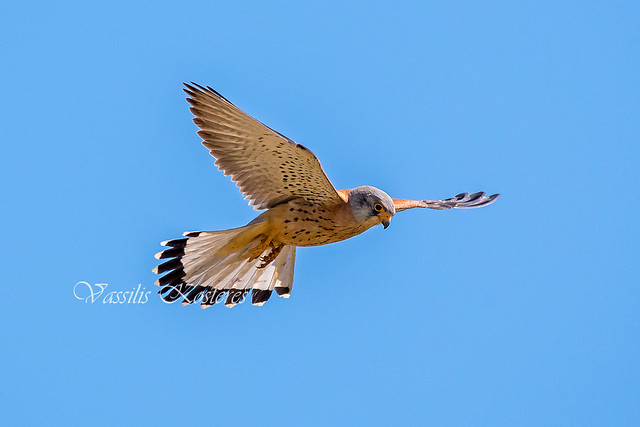Falco naumanni, Κιρκινέζι, Lesser Kestrel