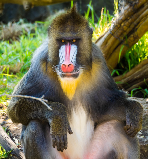 Mandrill Baboon