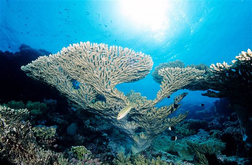 Red Sea