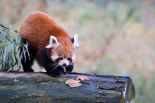 Red panda | A picture from a red panda. | Cloudtail the Snow Leopard ...
