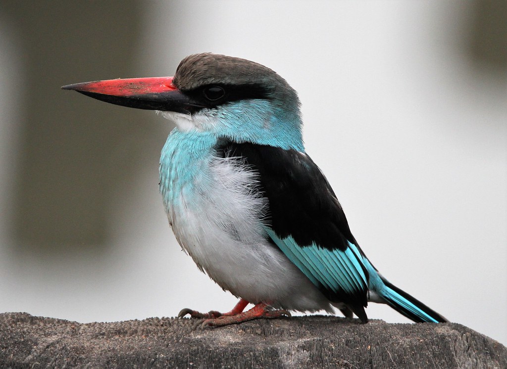 Blue-breasted Kingfisher 6 | Bargain Birding Club Birdwatching | Flickr