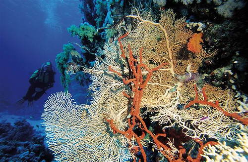 Red Sea