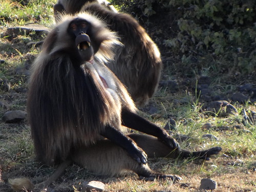 baboon wild ethiopia