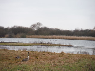 The Slack (Bird Sanctuary), The Chase Local Nature Reserve SWC Short Walk 33 - Dagenham Parks, Rivers and Ponds