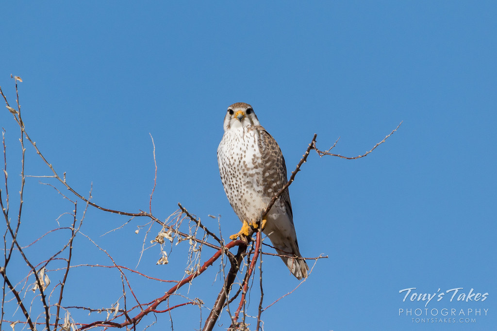 Pretty Posing Prairie Falcon
