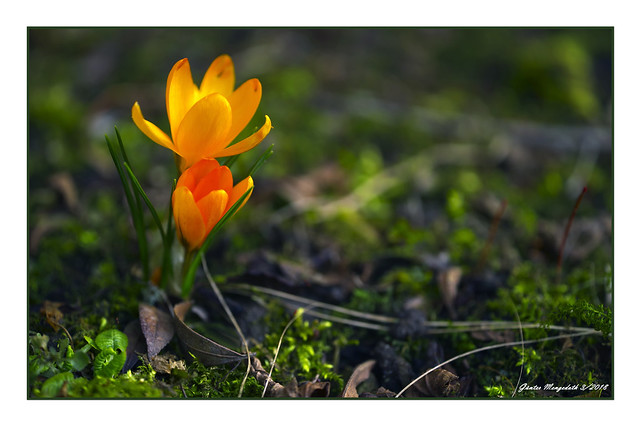 Tetralogie Vorfrühling Krokus