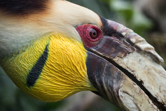 Wreathed hornbill.