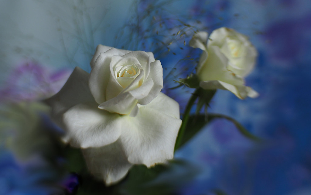 White Roses | Having fun with my Lensbaby again .... The len… | Flickr