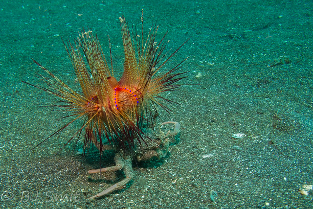 Sea urchin on the move