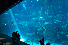 Photo 12 of 25 in the Day 8 - S.E.A Aquarium & Sentosa gallery