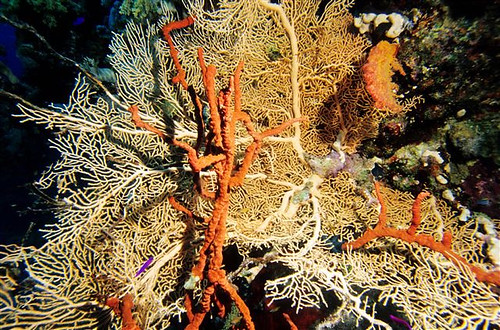 Red Sea