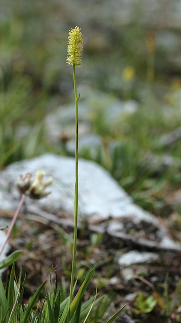 Tofieldia calyculata (Tofield's Asphodel)