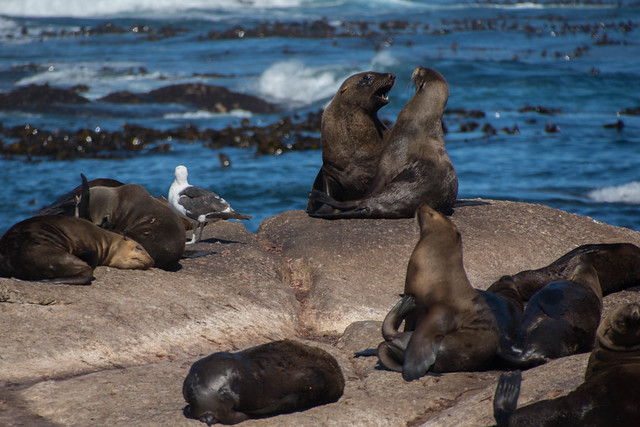 Cape Fur Seals 2, Seal Island, Cape Peninsula Tour