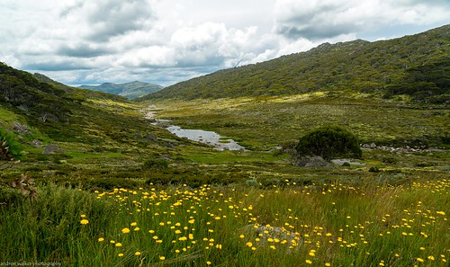 kosciuszko national park alpine region wildflowers