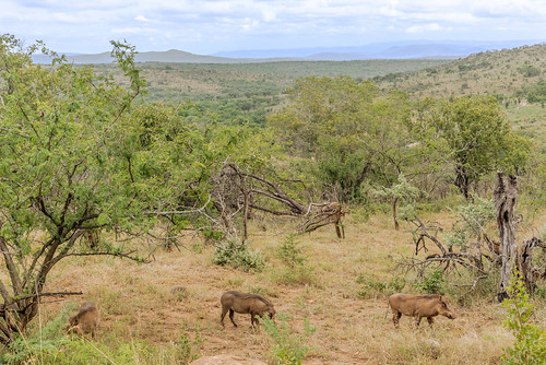 southafrica kwazulunatal safari hluhluwe
