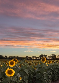 Sunflowers Sunset-21