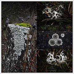 3 - Mousse et lichens