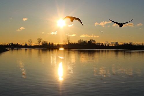 Swans over Sam Smith by O'Quinn Photo, Colonel Samuel Smith Park, Etobicoke
colonelsamuelsmithpark samsmithpark etobicoke toronto morning s