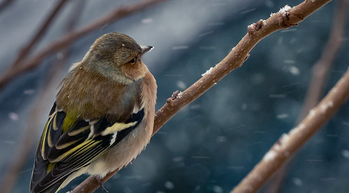 neige flocon snow fz1000 lumix oiseau bird branche arbre branch wild wildlife faune