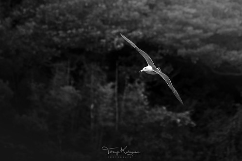 nature bird blacktailedgull forest tree landscape island japan nagasaki goto monochrome blackandwhite