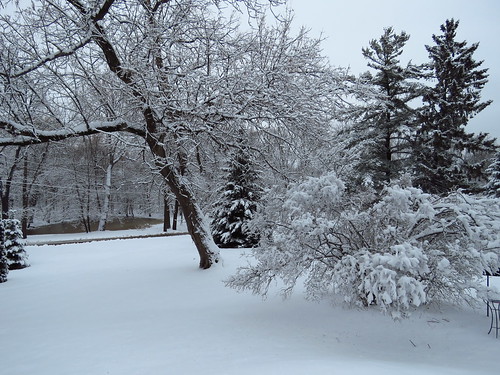 nature wisconsin muskego home frontyard winter snow trees pines