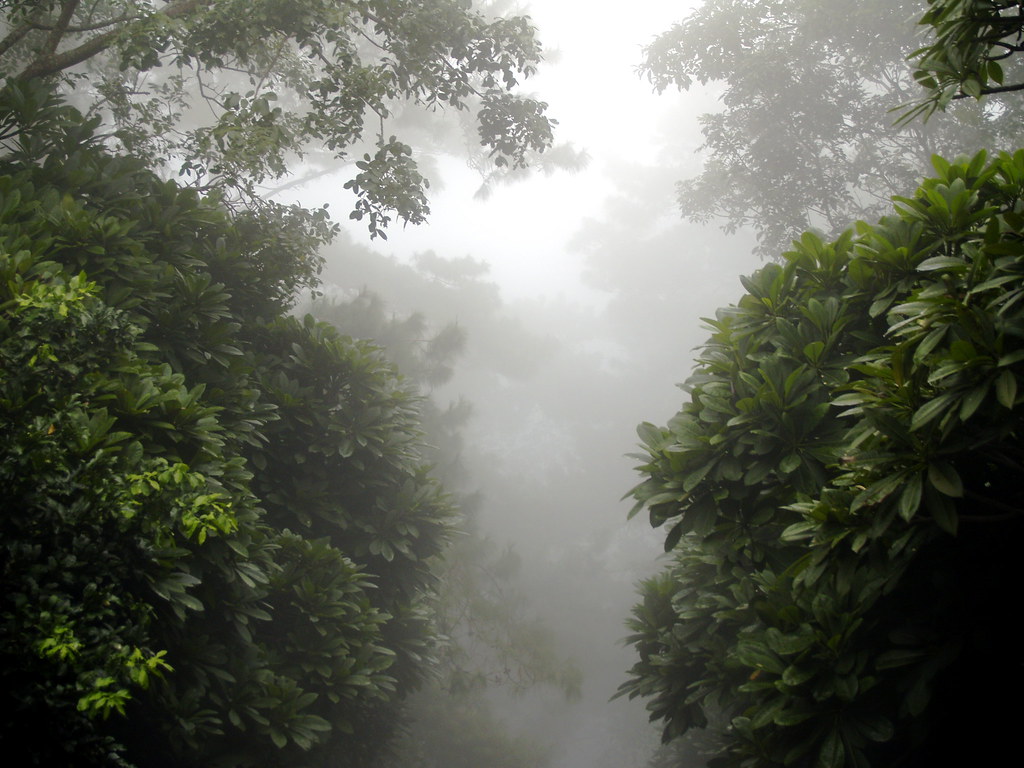 Follow the fog through the jungle, Kasper Jeppesen