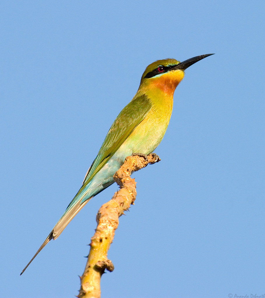 Blue Tailed Bee-eater