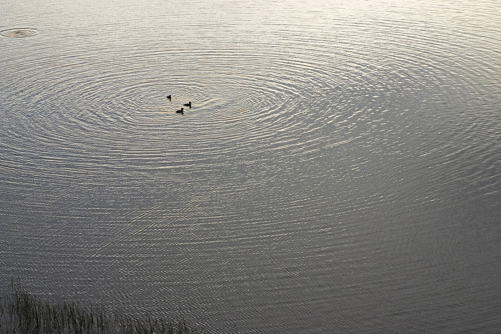 ducks & ripples | another leftover from january, ducks bathi… | Flickr