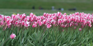 Pink tulips blowing in the wind | by jodi_tripp