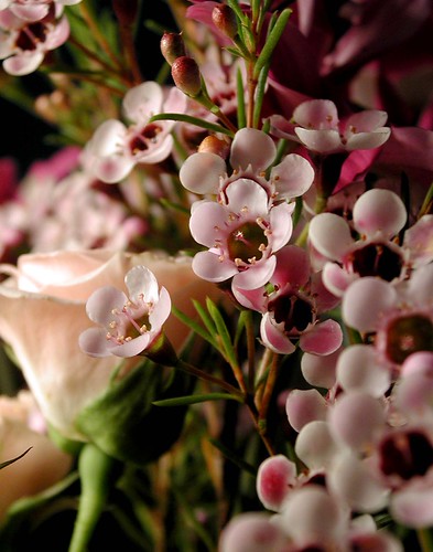 pink | by Velveteen Swirl
