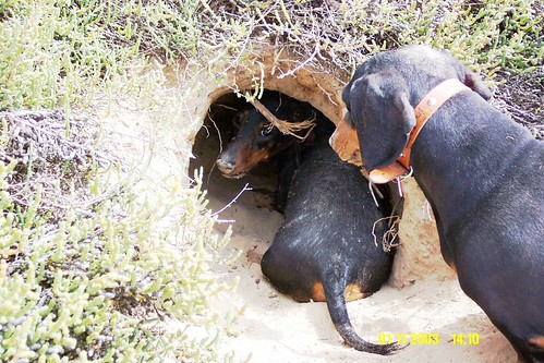 Pelican point. Pixie in burrow. Nov 2003. | by John Spooner, South Oz.