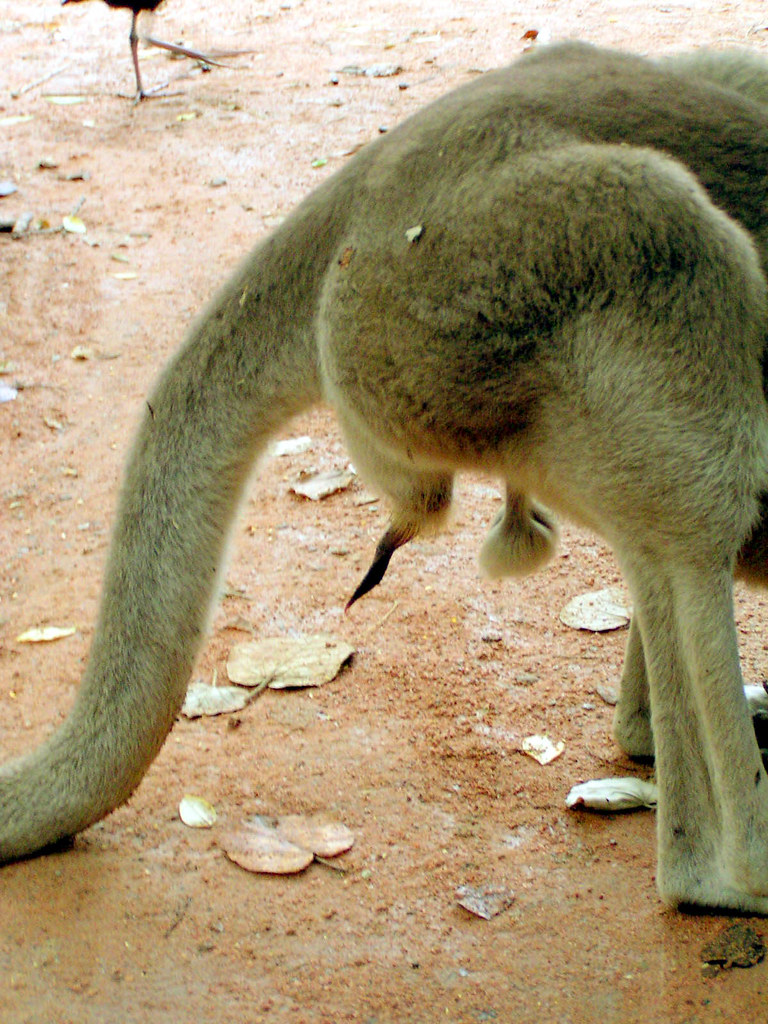 crazy kangaroo junk | the weird part is that the balls are o… | Flickr