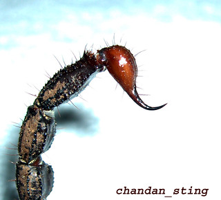 Stinger of an Emperor scorpion