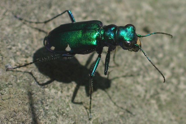 Six spotted Tiger Beetle