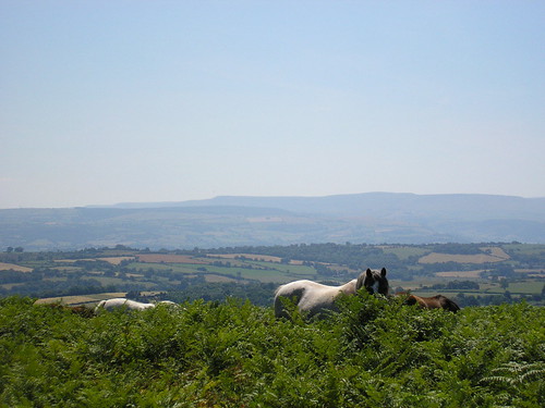 Wild horses on Offa's Dyke path | Christine McIntosh | Flickr