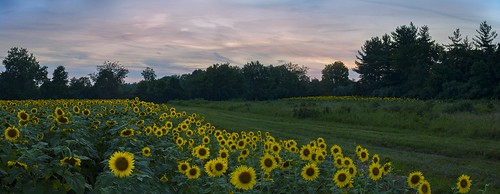 sunset panorama july maryland sunflowers 2015 mckeebeshers