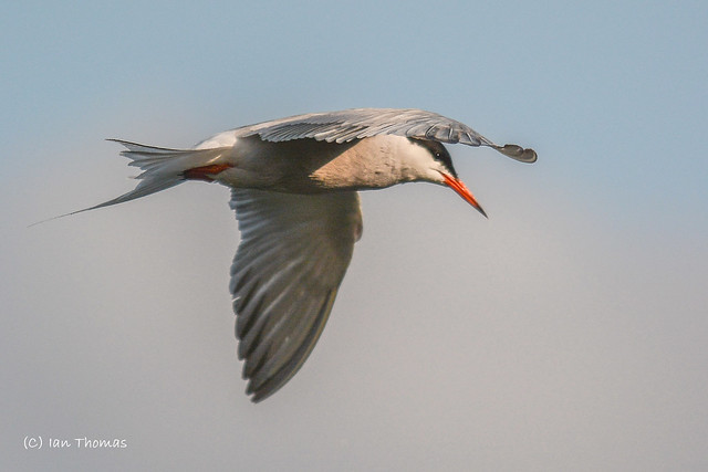 Wait For Your Tern