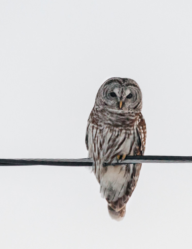 Owl in flight at dusk