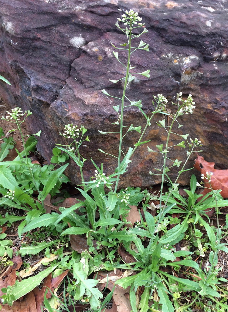 Indispensable Herbs: Achillea millefolium. Yarrow.