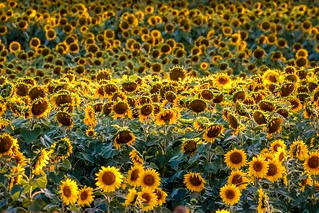 Sunflowers Sunset-11