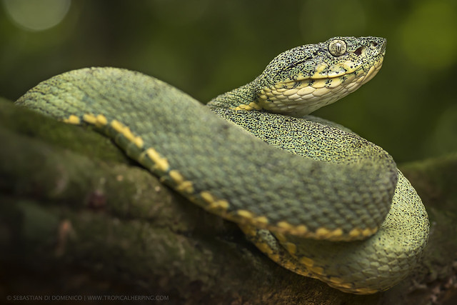 Two lined forest pit-viper (Bothriopis bilineata)
