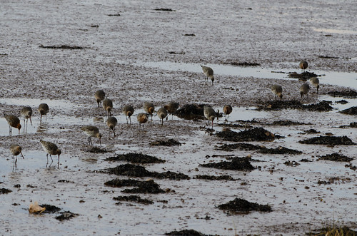 Godwits feeding in estuary mud