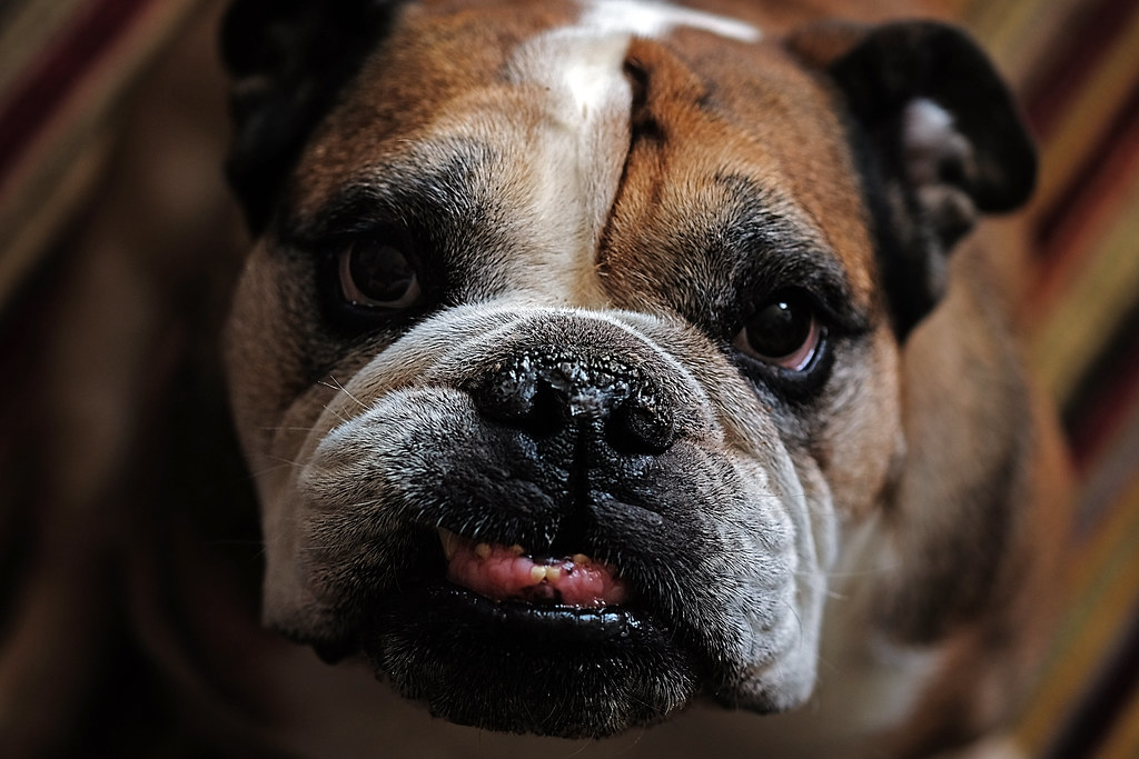 Slobber chops | Photo of our fab British bulldog Bower who s… | Flickr
