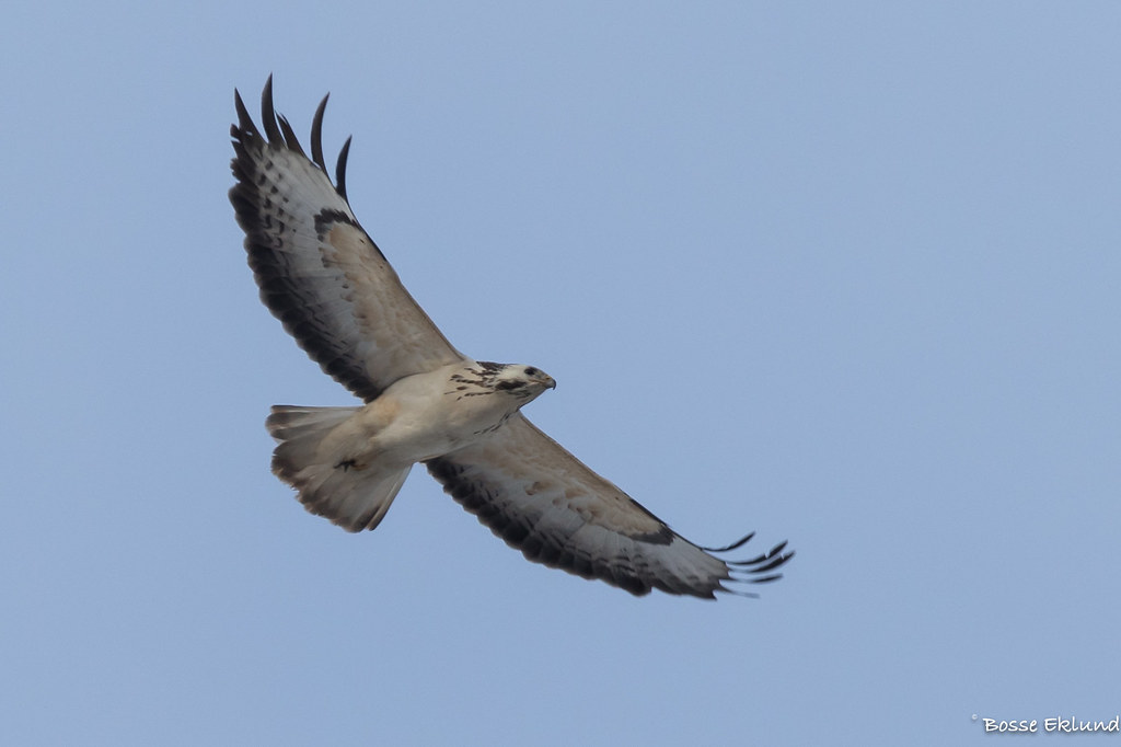 b-rringevr-k-rejmes-5777-a-common-buzzard-b-rringe-vr-k-flickr