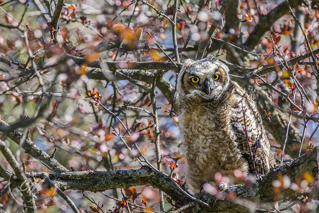 Great Horned Owl perched nicely for a portrait