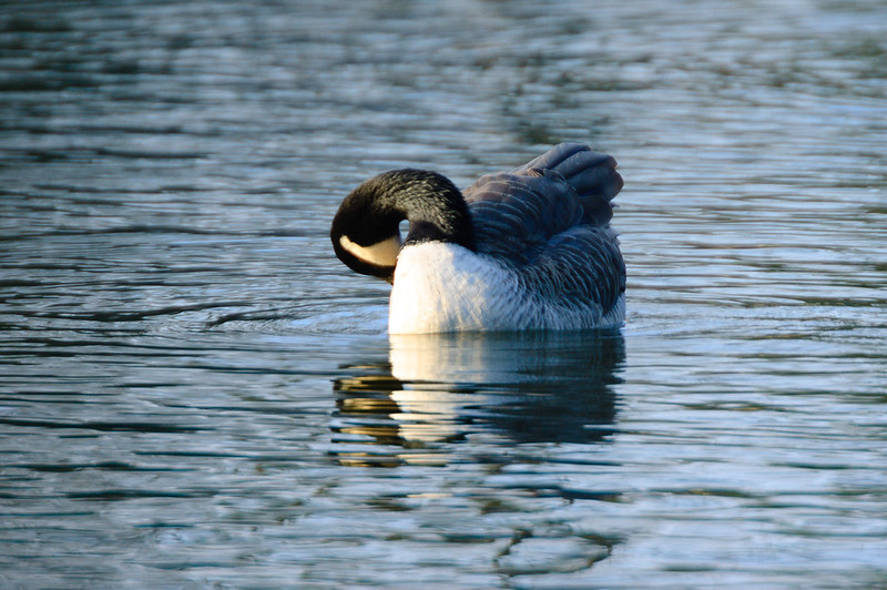Contorted Canada goose (preening), West Park