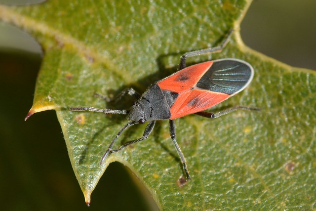 Redcoat Seed Bug (Melanopleurus belfragei) on an oak leaf