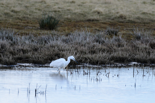 Little egret stalking on a frosty morning